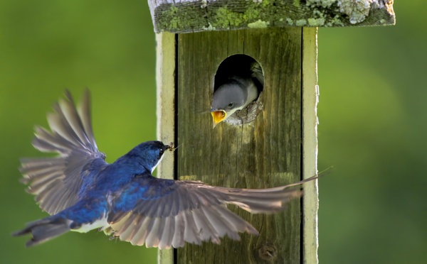 Tree swallows feeding by Jim Radford