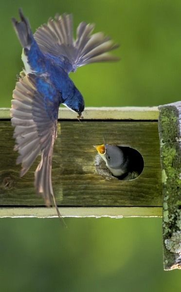 Tree swallows feeding by Jim Radford