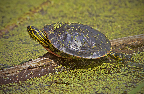  PaintedTurtle by Jim Radford