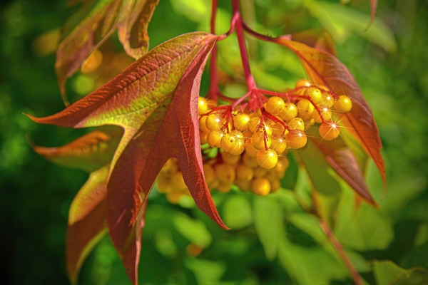 Viburnum sargentii Koehne by Jim Radford