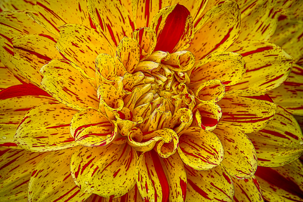 Multicolored Dahlia Digital Download