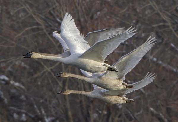 Trumpter swans by Jim Radford