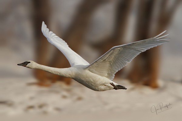 Trumpeter Liftoff by Jim Radford