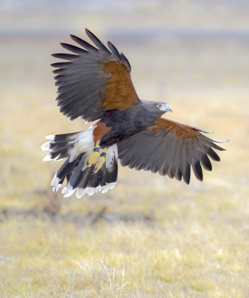 Harris hawk on the wing by Jim Radford