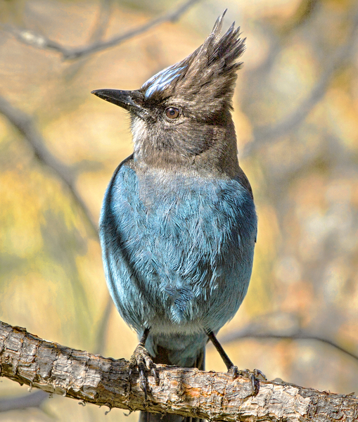 Steller Jay by Jim Radford