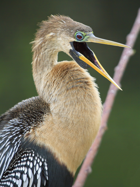 Juvenile Anhinga by Jim Radford