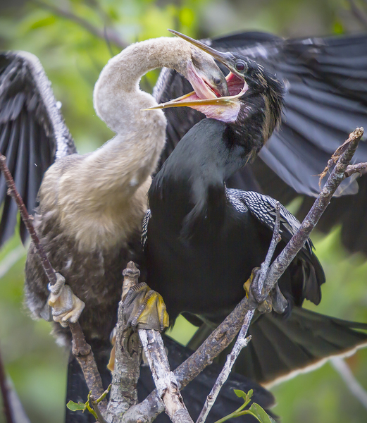 Anhinga at lunch by Jim Radford