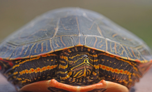 PaintedTurtle Téléchargement Numérique