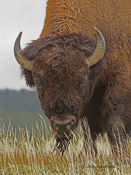 Bull bison by Jim Radford