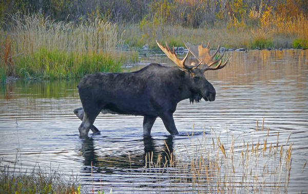Bull moose in Wyoming by Jim Radford