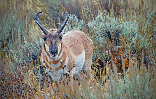 Pronghorn Antelope by Jim Radford