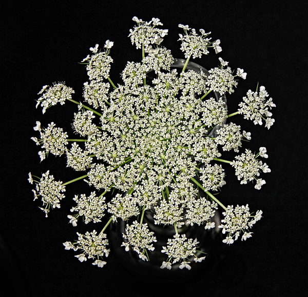 Wild Carrot Wildflower by Jim Radford