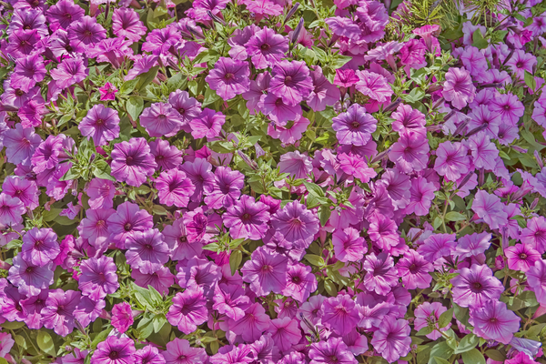 Pansy Garden by Jim Radford