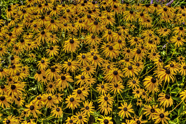 Black-eyed Susans  Print