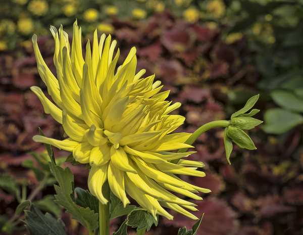 Yellow Dahlia Digital Download