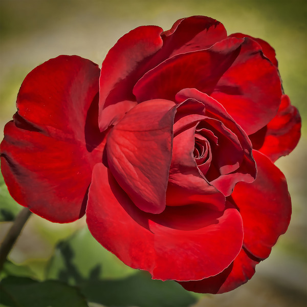 Red Tea Rose by Jim Radford