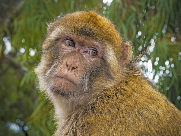 Barbary Macaques Monkey by Jim Radford