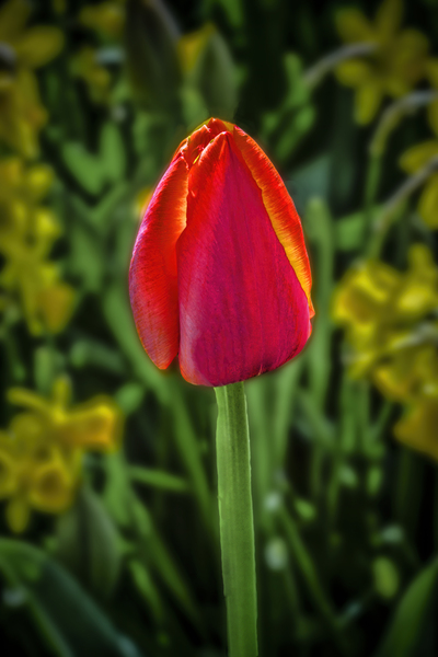 Keukenhof rose by Jim Radford