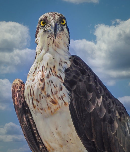 Osprey posing by Jim Radford