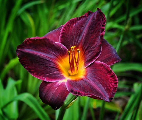 Purple Lily by Jim Radford