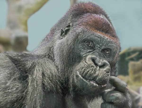 Gorilla by Jim Radford