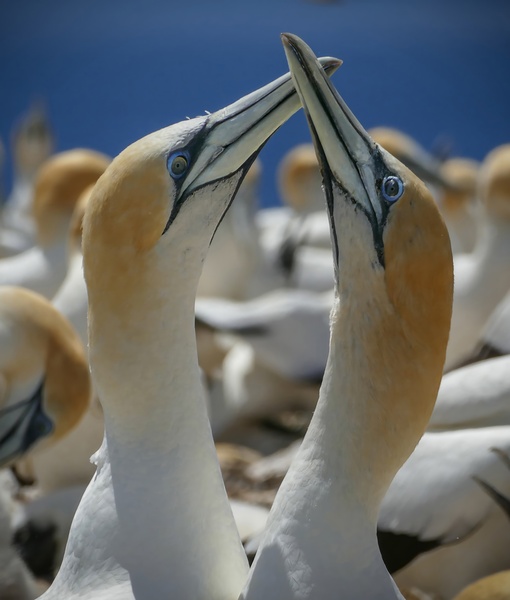 Northern Gannet by Jim Radford