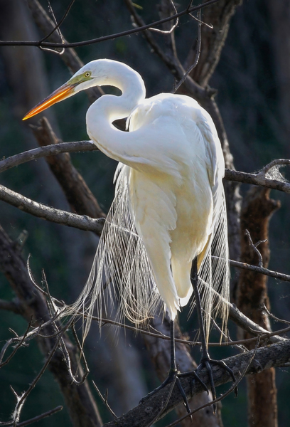 White egret by Jim Radford