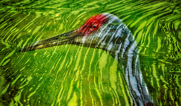  Reflections of sandhill crane  Digital Download