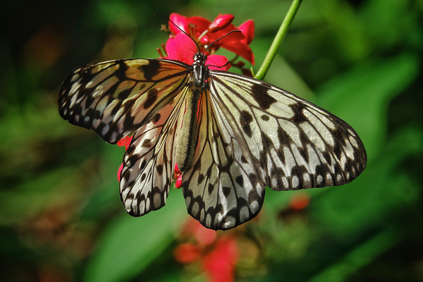 Paper kite butterfly by Jim Radford