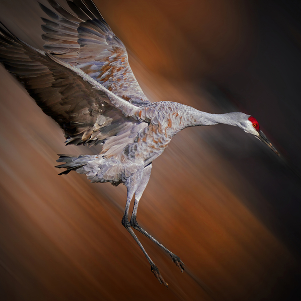 Sandhill in-flight motion by Jim Radford