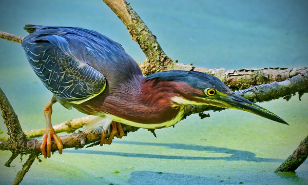  Green Heron by Jim Radford