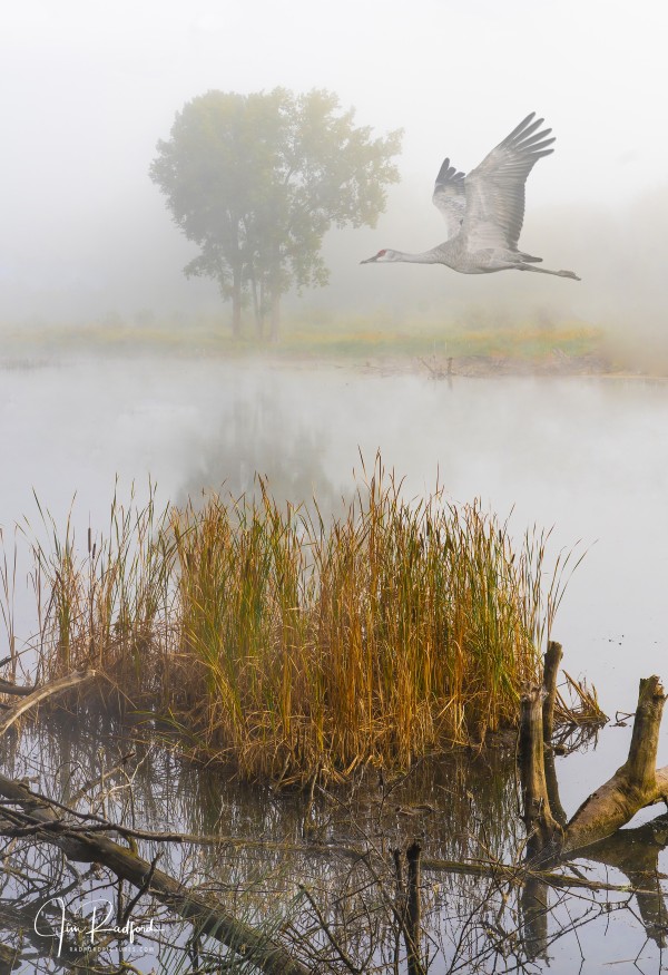 Crane on the Wing in Fog Téléchargement Numérique