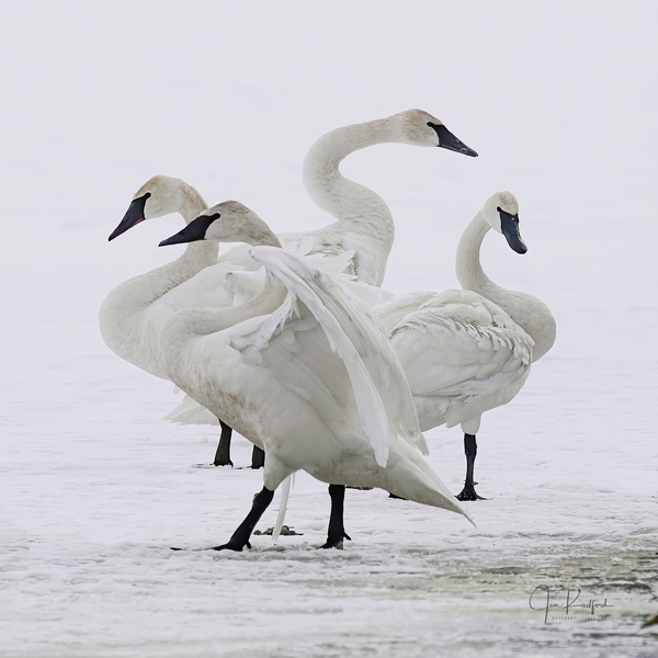 Swan group  by Jim Radford