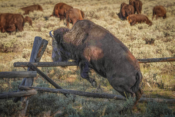 Bison leaping by Jim Radford