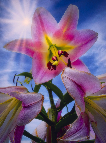 Starshine Lily by Jim Radford