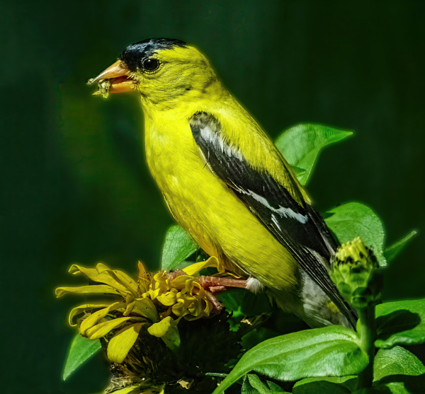 Goldfinch Feeding by Jim Radford