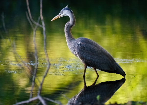 Heron on the Hunt by Jim Radford