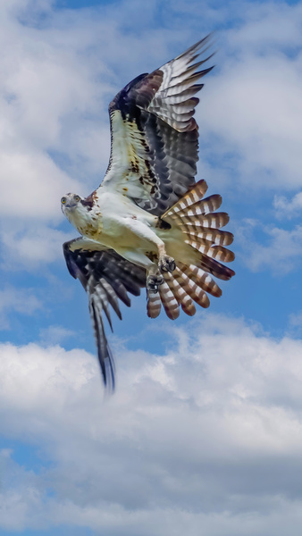 Osprey on the hunt by Jim Radford