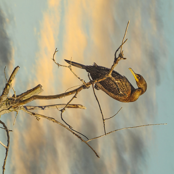 Cormorant by Jim Radford