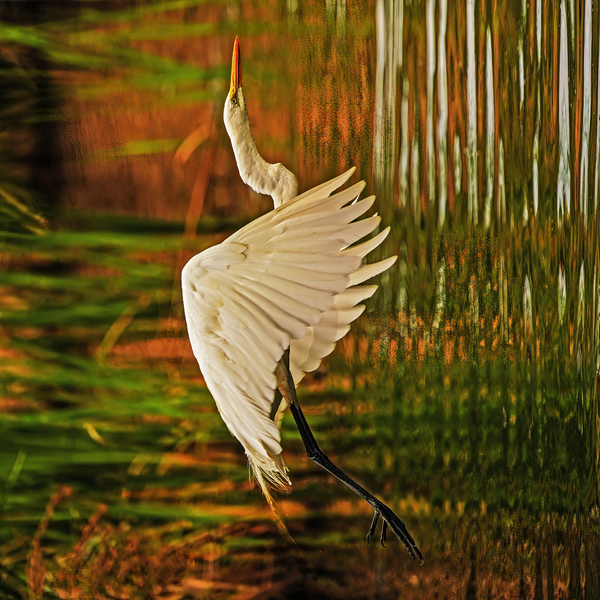 Egret in flight Digital Download