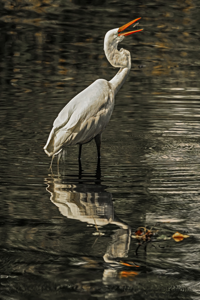 Egret fishing by Jim Radford