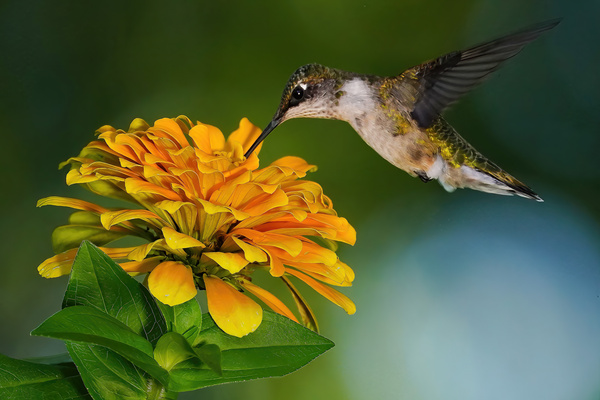 Hummer seeks the nectar by Jim Radford