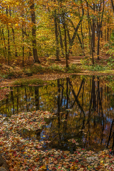 Forest Reflections Digital Download