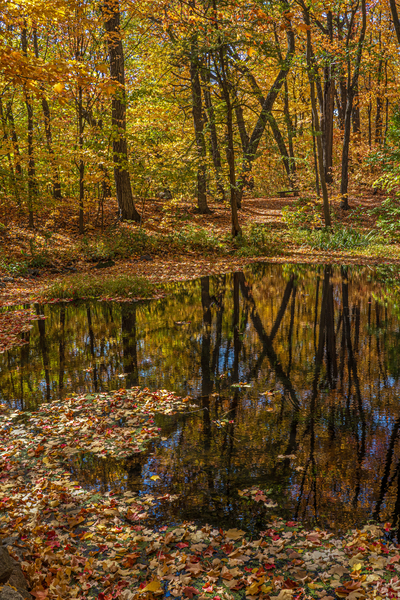 Forest Reflections Téléchargement Numérique