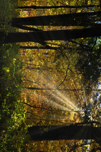 Falling leaves and beams  by Jim Radford