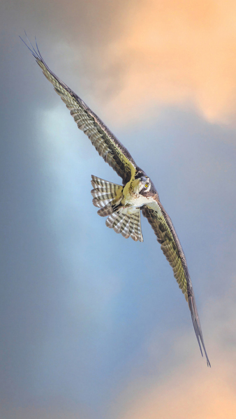 Osprey on the wing  Print