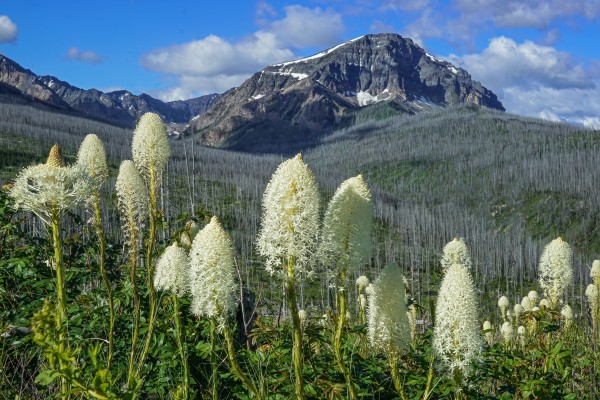 Bear Grass Fields Téléchargement Numérique