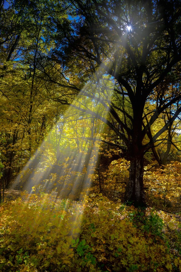 Forest Beams  by Jim Radford