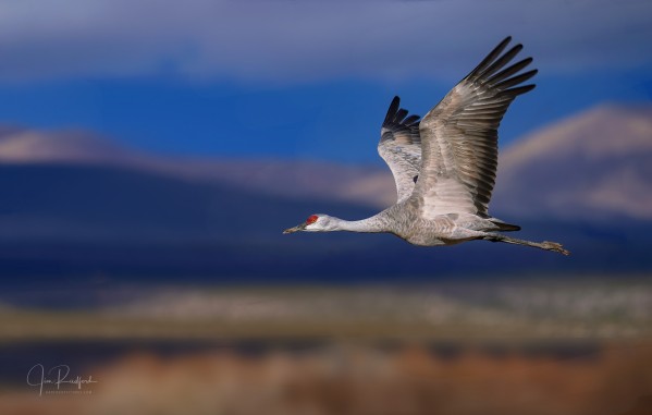 Crane over the Bosque by Jim Radford