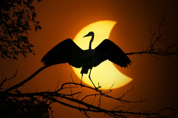 Egret Eclipse Digital Download